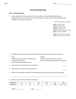 Fetal pig lab report